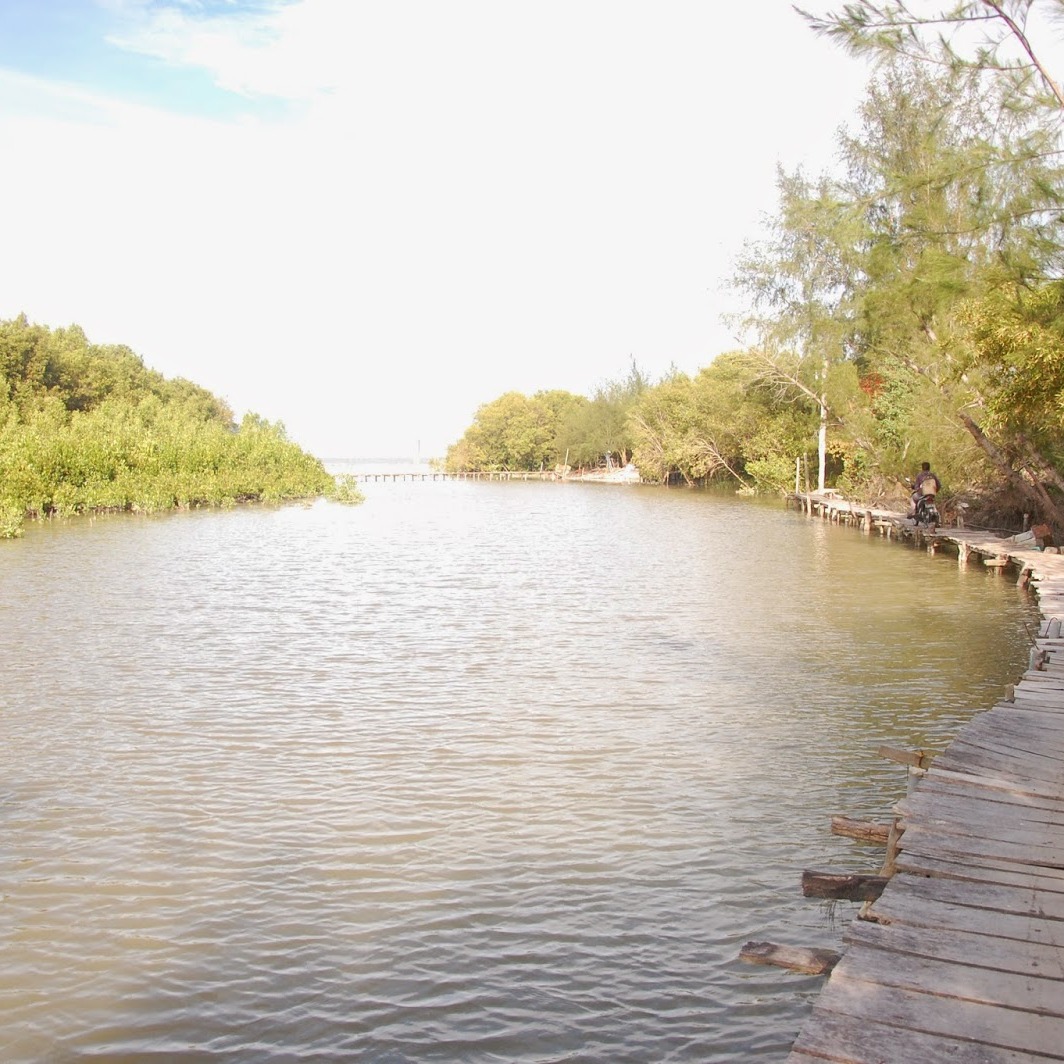 Wisata Kampung Mangrove